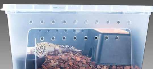 爬蟲類消化溫度