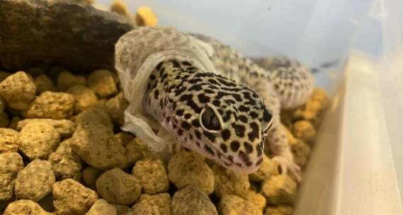 豹紋守宮溫度控制