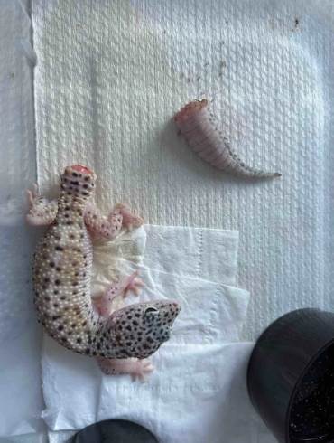 守宮死亡處理方法