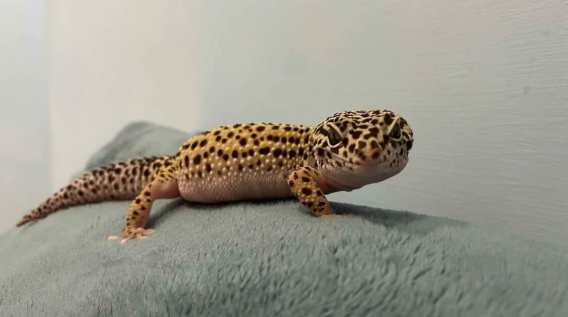 豹紋守宮溫度控制