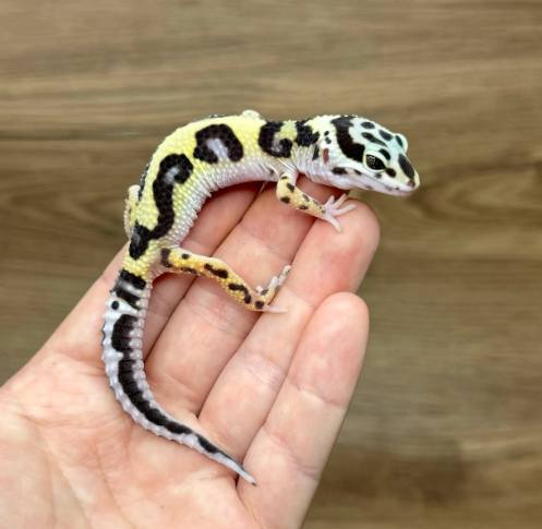 豹紋守宮飼養環境