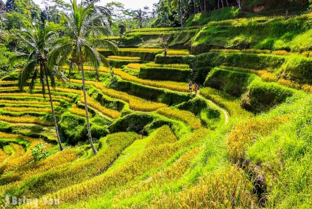 峇里島旅遊小費指南