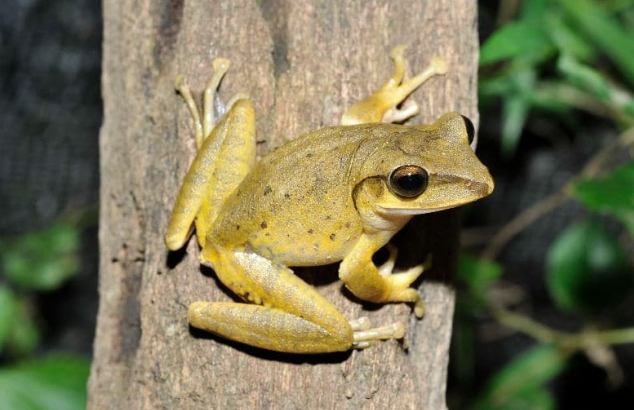斑腿樹蛙影響 斑腿樹蛙影響