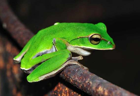 青蛙毒性 青蛙毒性