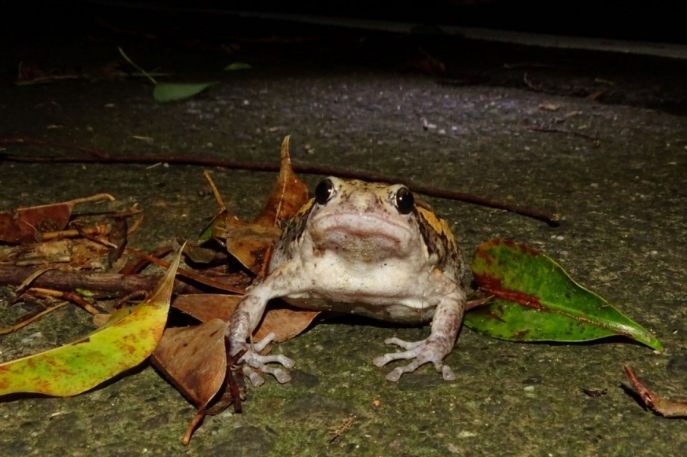 外來種蛙類辨識 外來種蛙類辨識