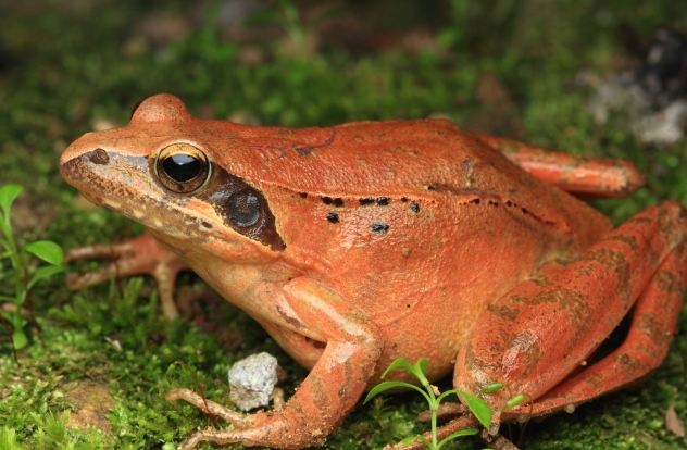 長腳赤蛙食物來源 長腳赤蛙食物來源