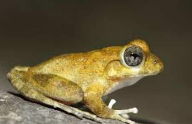 日本樹蛙特徵 日本樹蛙特徵