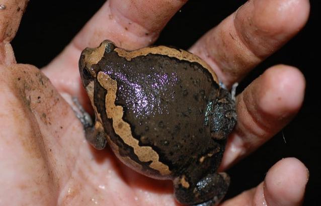 亞洲錦蛙毒性 亞洲錦蛙毒性