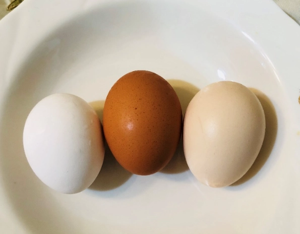 濱江市場雞蛋價格