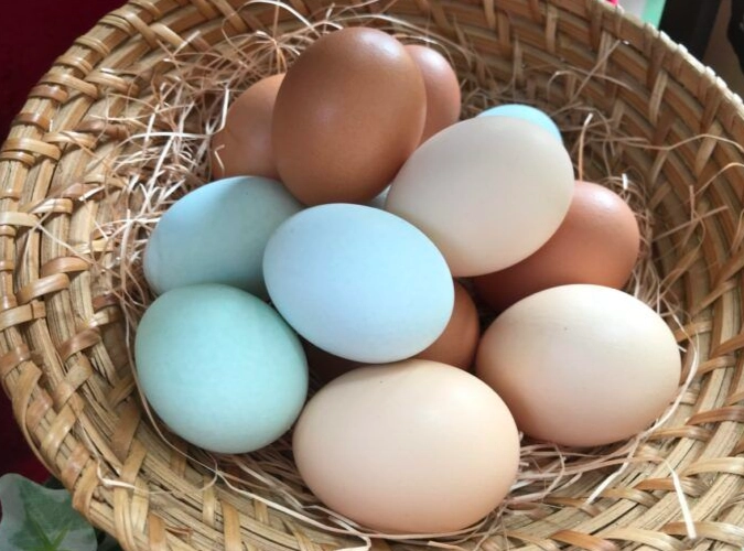 濱江市場雞蛋價格