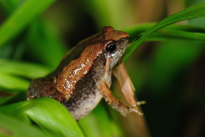 台灣小雨蛙 台灣小雨蛙
