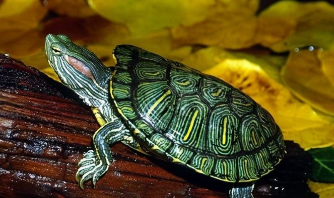 寵物龜行為 寵物龜行為