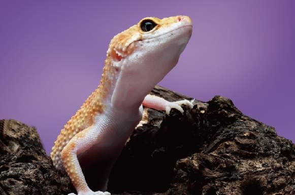 守宮飼養環境 守宮飼養環境