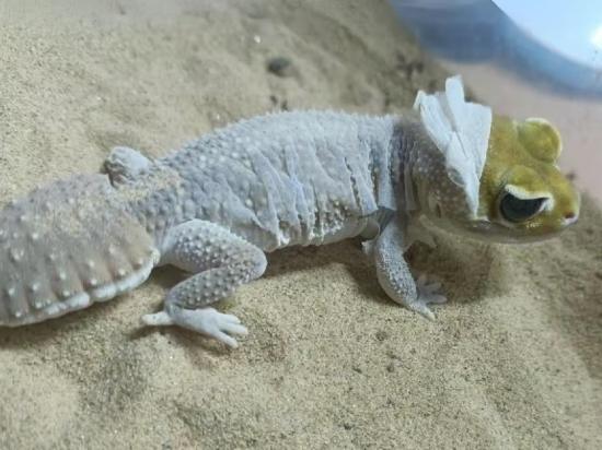 壁虎噪音影響 壁虎噪音影響