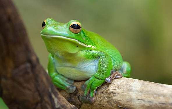 樹蛙照顧技巧 樹蛙照顧技巧