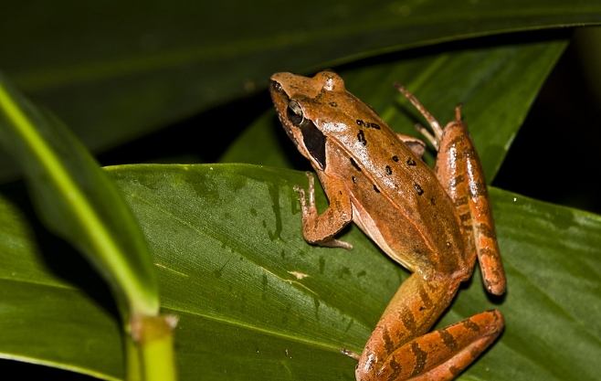 長腳赤蛙飲食 長腳赤蛙飲食