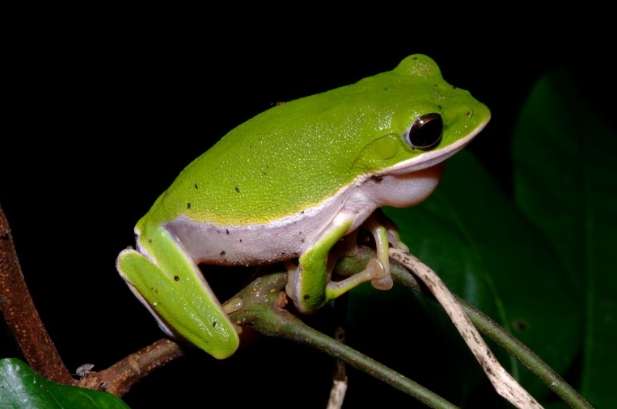 兩棲動物區別 兩棲動物區別