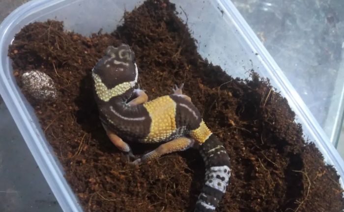 肥尾守宮飼養 肥尾守宮飼養