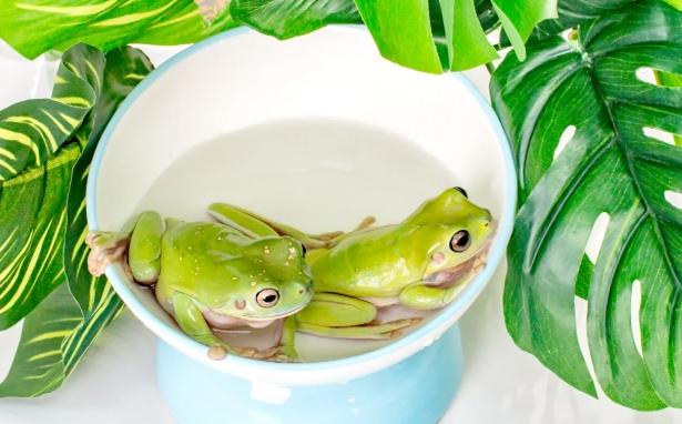 飼養樹蛙 飼養樹蛙