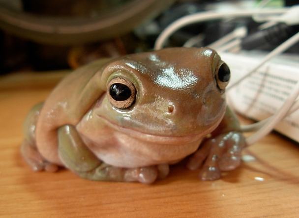 老爺樹蛙飼養溫度 老爺樹蛙飼養溫度