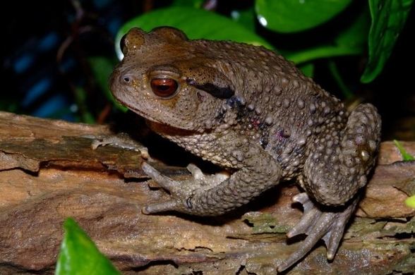 蟾蜍有毒嗎 蟾蜍有毒嗎