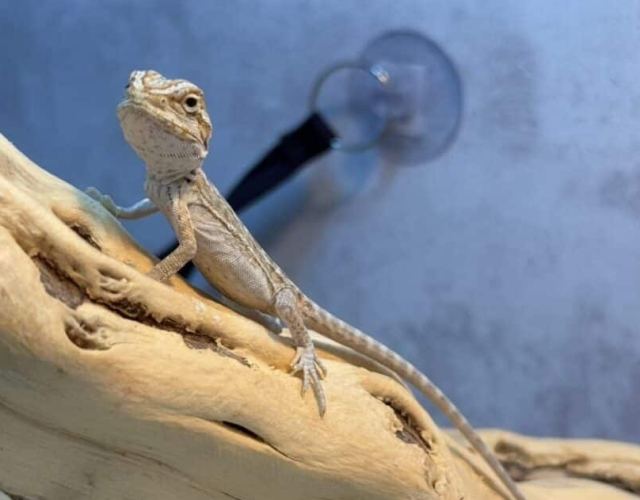 飼養鬆獅蜥 飼養鬆獅蜥