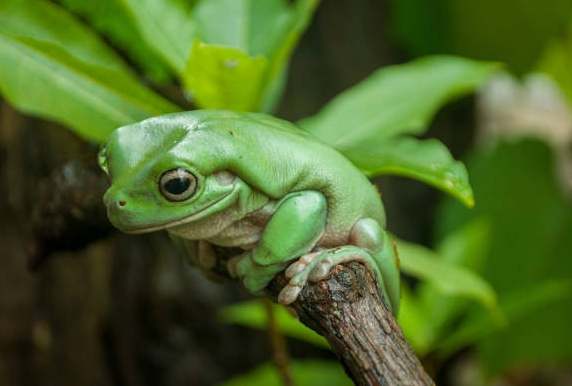 樹蛙溫度控制 樹蛙溫度控制