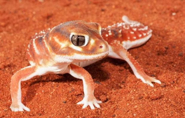 瘤尾守宮飼養 瘤尾守宮飼養
