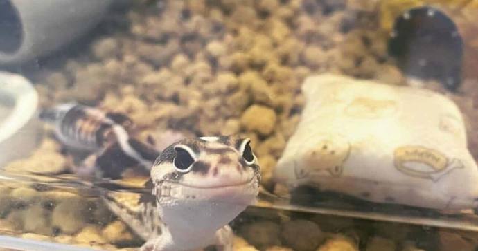 守宮繁殖技巧 守宮繁殖技巧