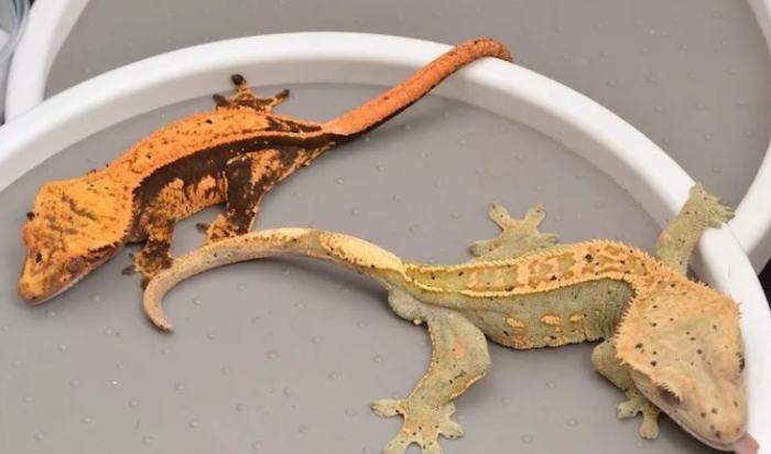 睫角守宮種類 睫角守宮種類