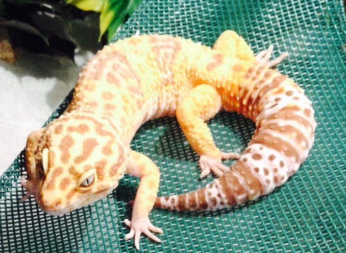 壁虎噪音影響 壁虎噪音影響