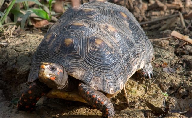 烏龜認主人 烏龜認主人