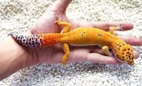 豹紋守宮會怕熱嗎