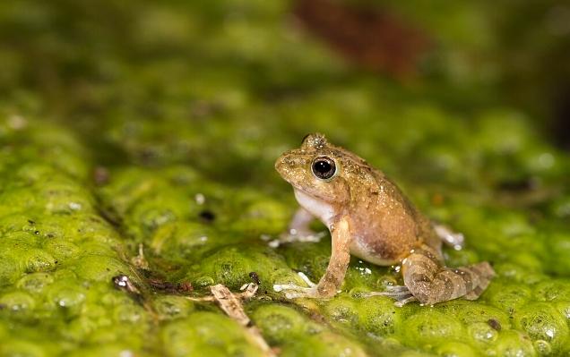 台灣兩棲類觀察 台灣兩棲類觀察