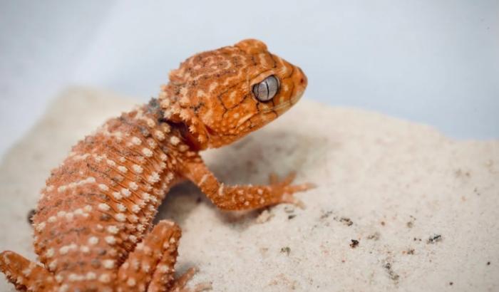 瘤尾守宮價格 瘤尾守宮價格