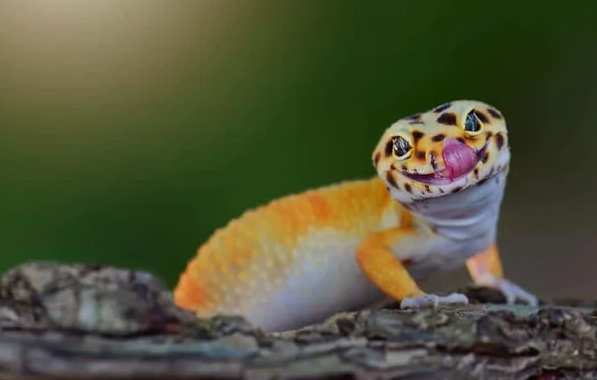 守宮飼養環境 守宮飼養環境