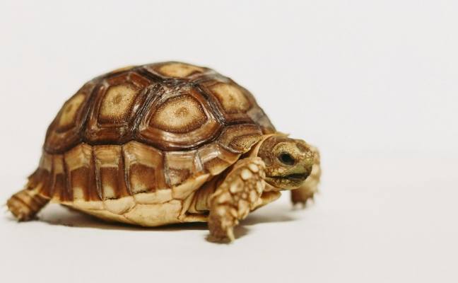 烏龜認主人 烏龜認主人