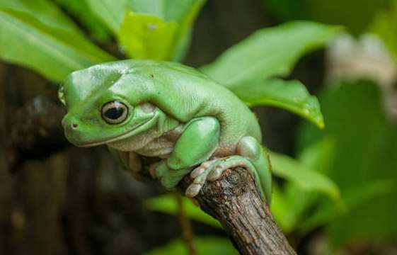 寵物蛙壽命延長 寵物蛙壽命延長