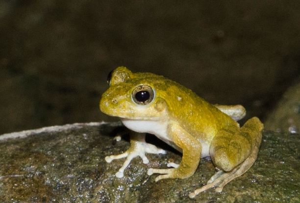 日本樹蛙特徵 日本樹蛙特徵