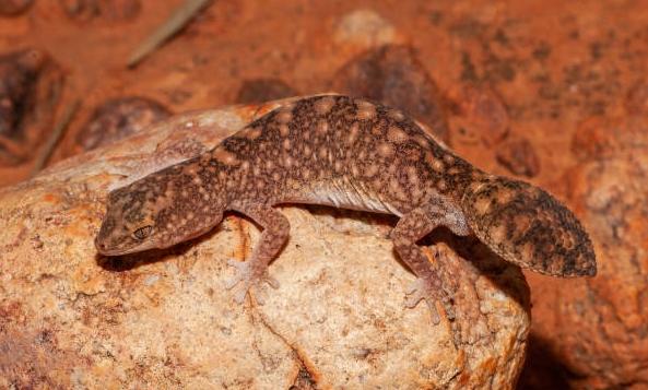 瘤尾守宮價格 瘤尾守宮價格