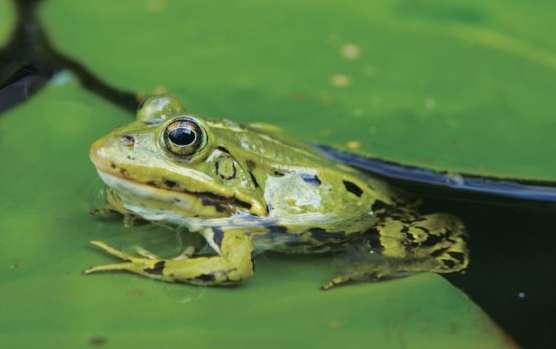 青蛙毒性 青蛙毒性