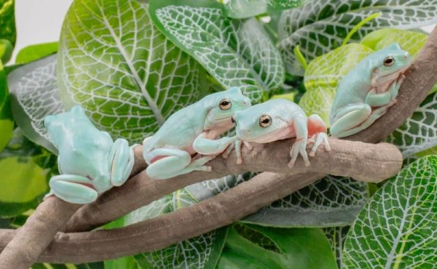 飼養樹蛙 飼養樹蛙