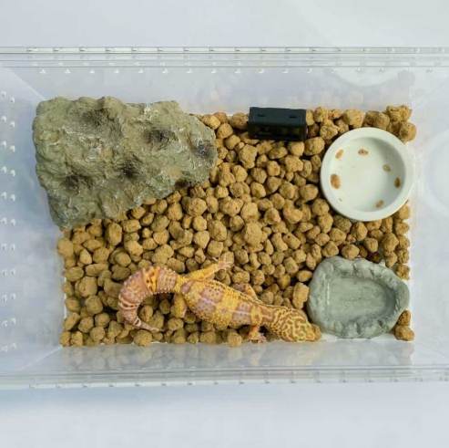 肥尾守宮溫度濕度