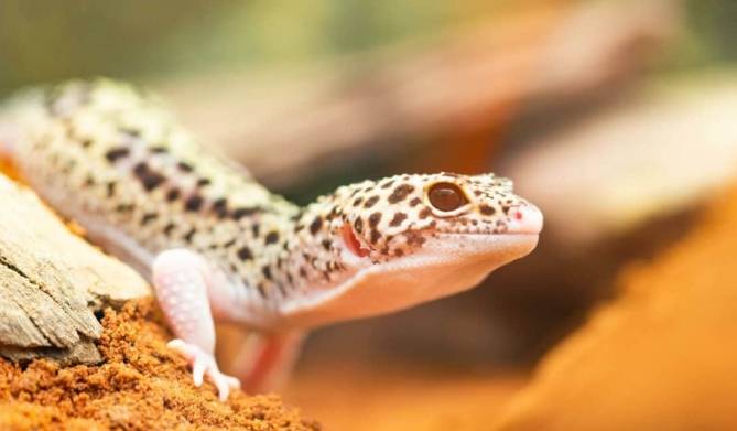 豹紋守宮飲食 豹紋守宮飲食