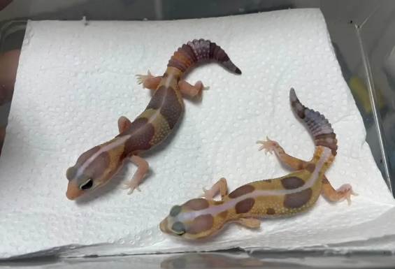 守宮繁殖技巧 守宮繁殖技巧