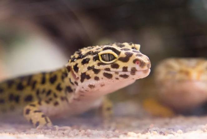 豹紋守宮飲食 豹紋守宮飲食