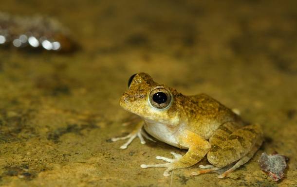 日本樹蛙飼養 日本樹蛙飼養