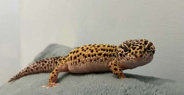 豹紋守宮飼養 豹紋守宮飼養