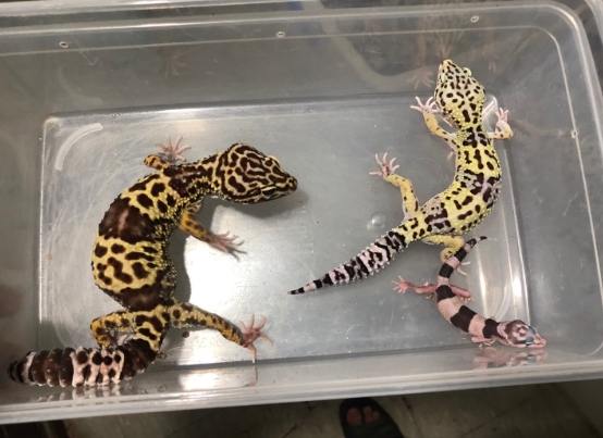 守宮怕吵 守宮怕吵