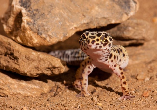 豹紋守宮好養嗎 豹紋守宮好養嗎